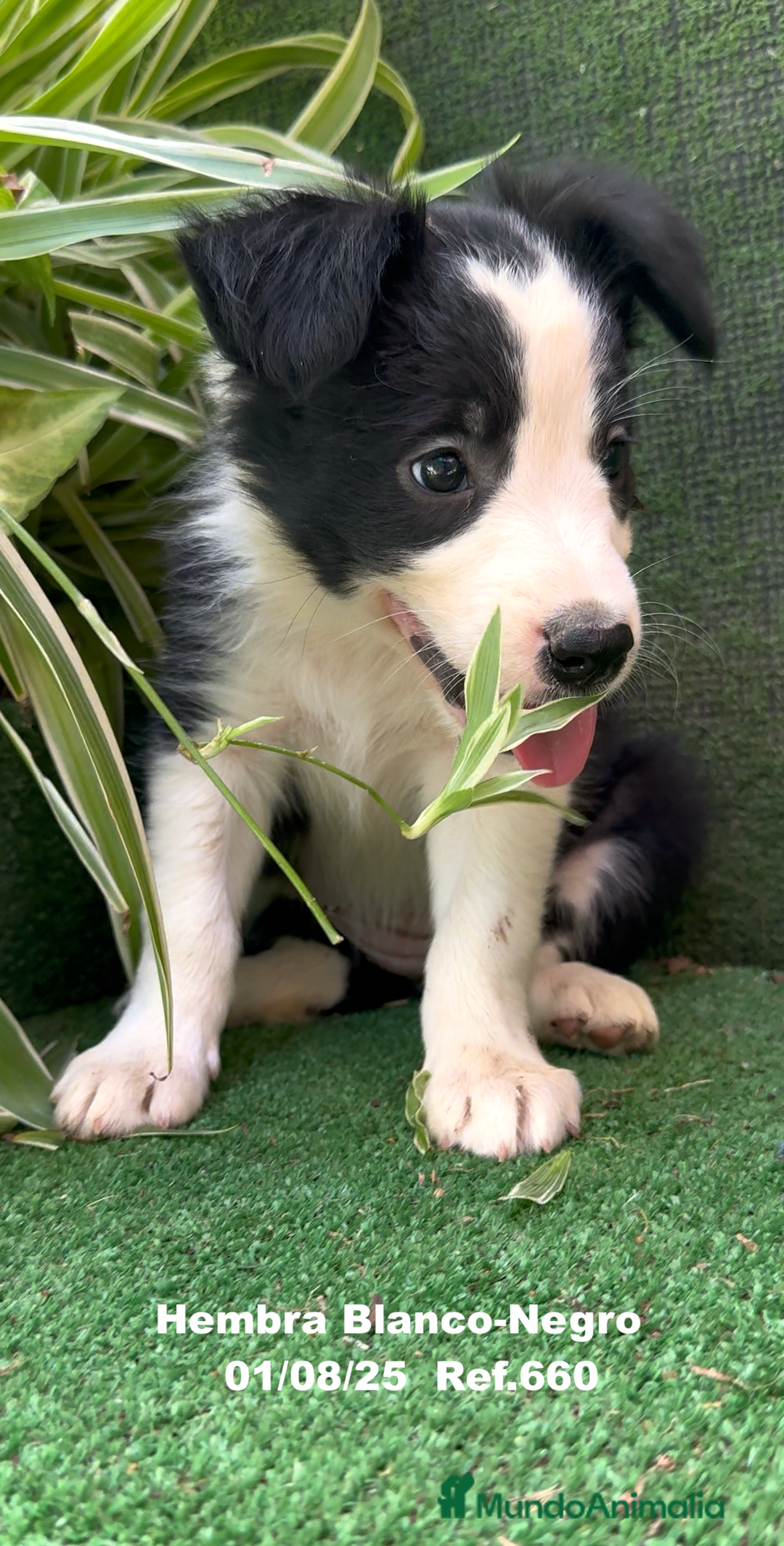 Border Collie perros en venta: Border Collie hembra - Imagen 14