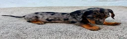 Teckel Miniatura perros en venta: Teckel kaninchen Arlequín  - Anuncio 13