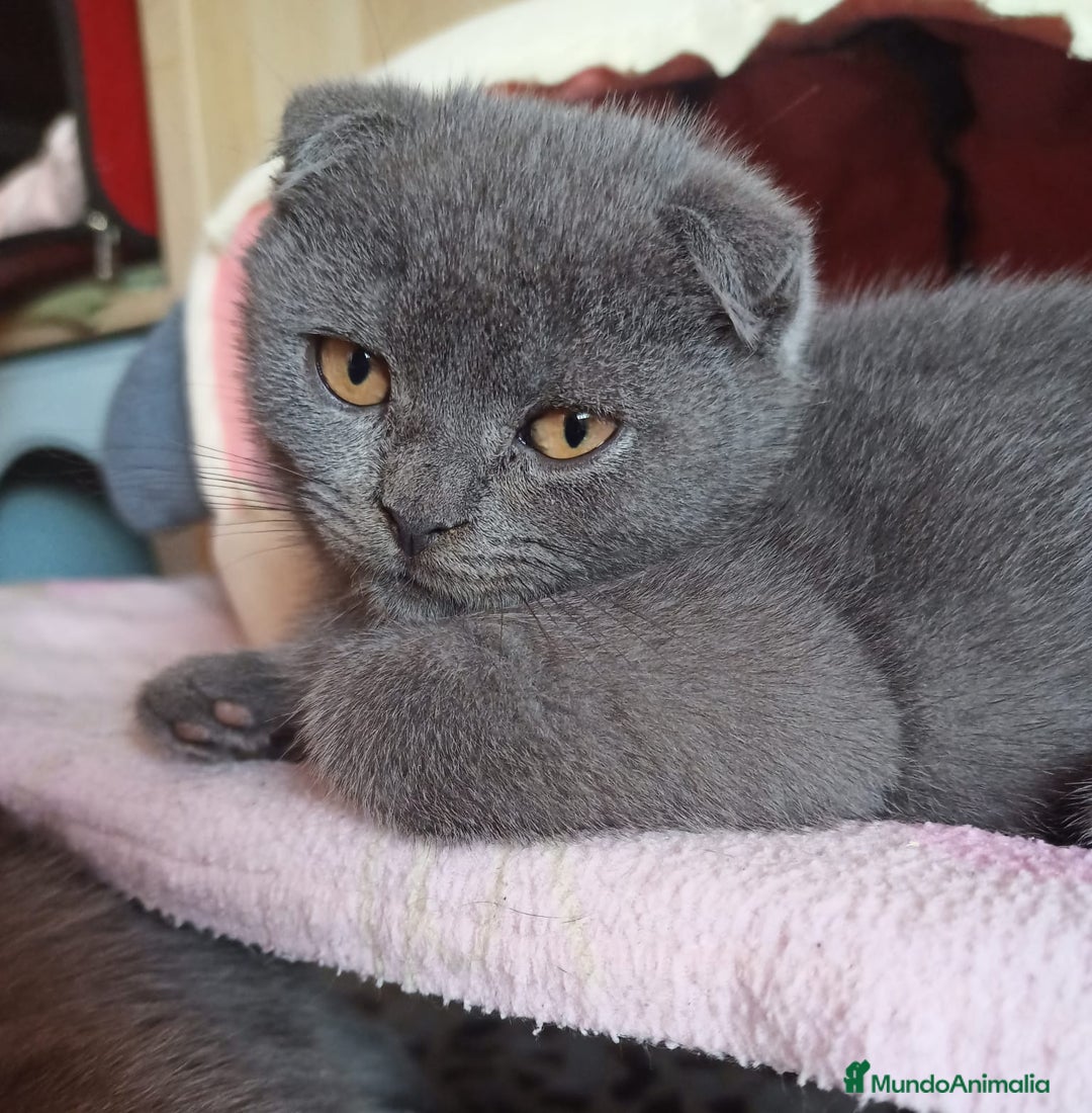 Scottish Fold gatos en venta: Scottish fold Blue Macho  - Anuncio 1