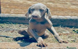 Weimaraner perros en venta: Braco  de weimar hembra  - Imagen 4