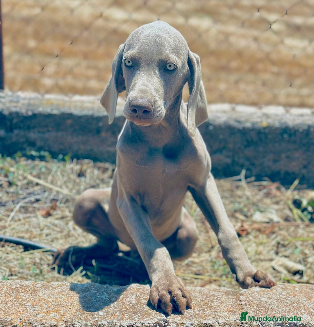 Weimaraner perros en venta: Braco  de weimar hembra  - Imagen 4