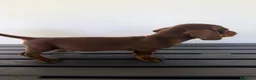 Teckel Miniatura perros en venta: TECKEL MINIATURA MACHO - Anuncio 6