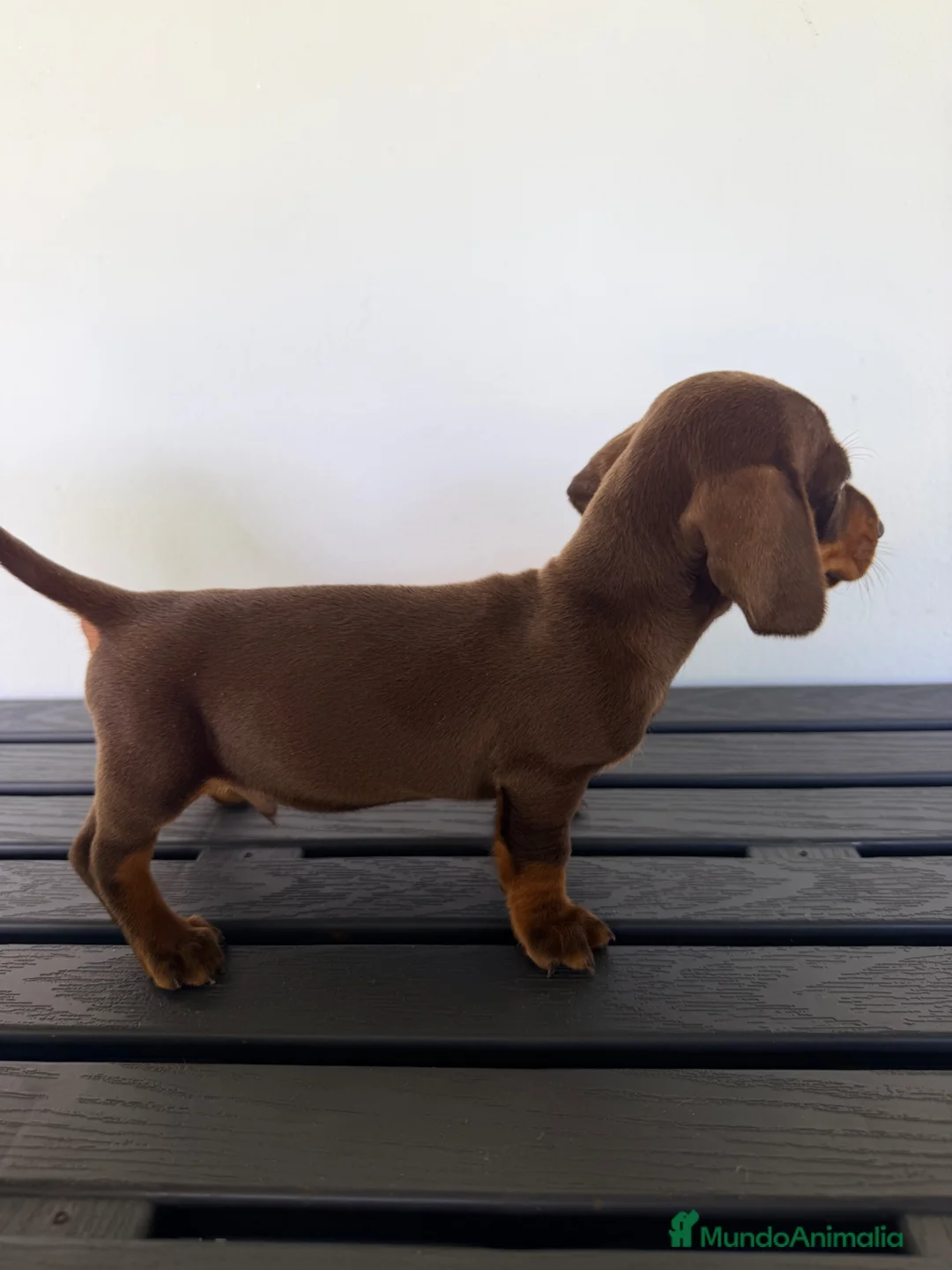 Teckel Miniatura perros en venta: TECKEL MINIATURA MACHO - Anuncio 6