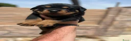 Rottweiler perros en venta: Rottweiler - Anuncio 2