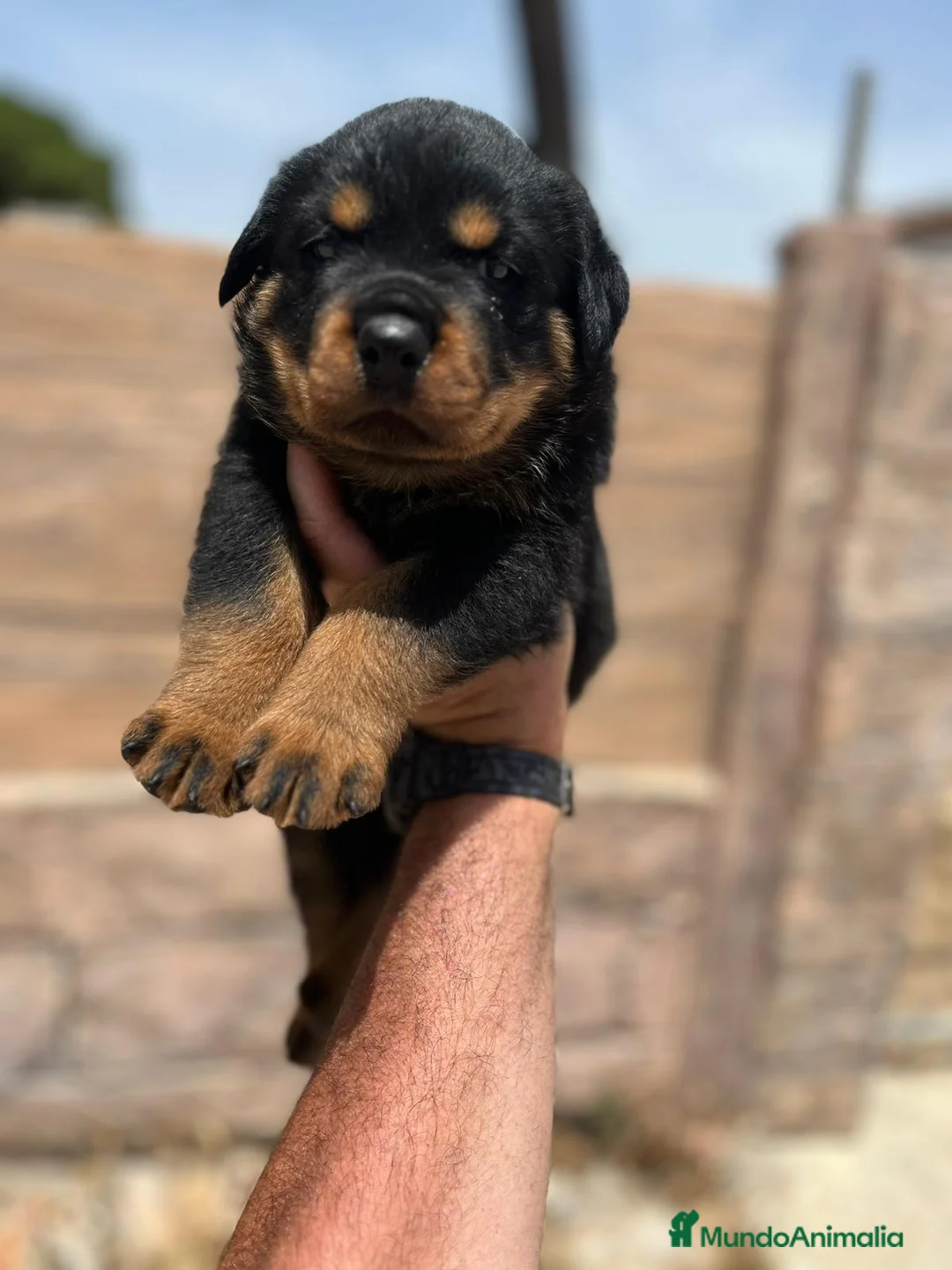 Rottweiler perros en venta: Rottweiler - Anuncio 2