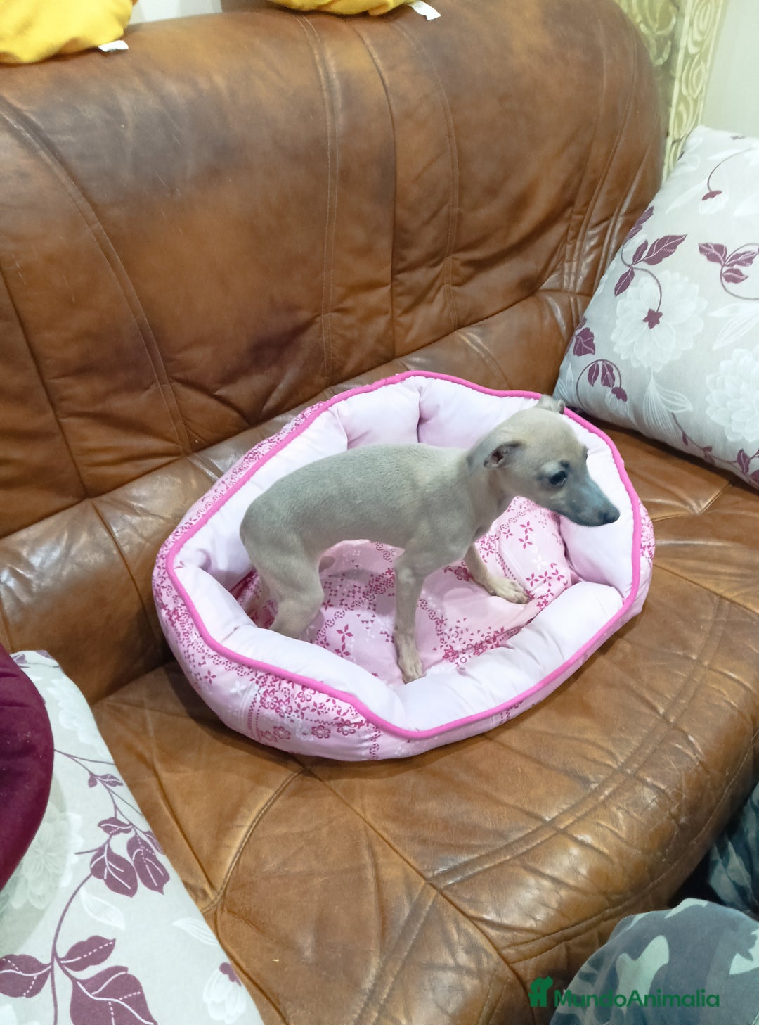 Pequeño Lebrel Italiano perros en venta: Piccolos isabelinoa - Anuncio 8