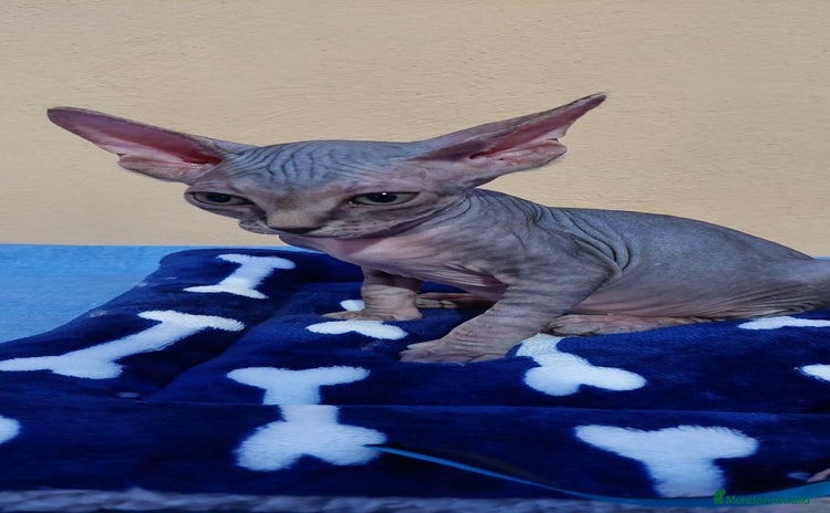 Sphynx gatos - Anuncio 1