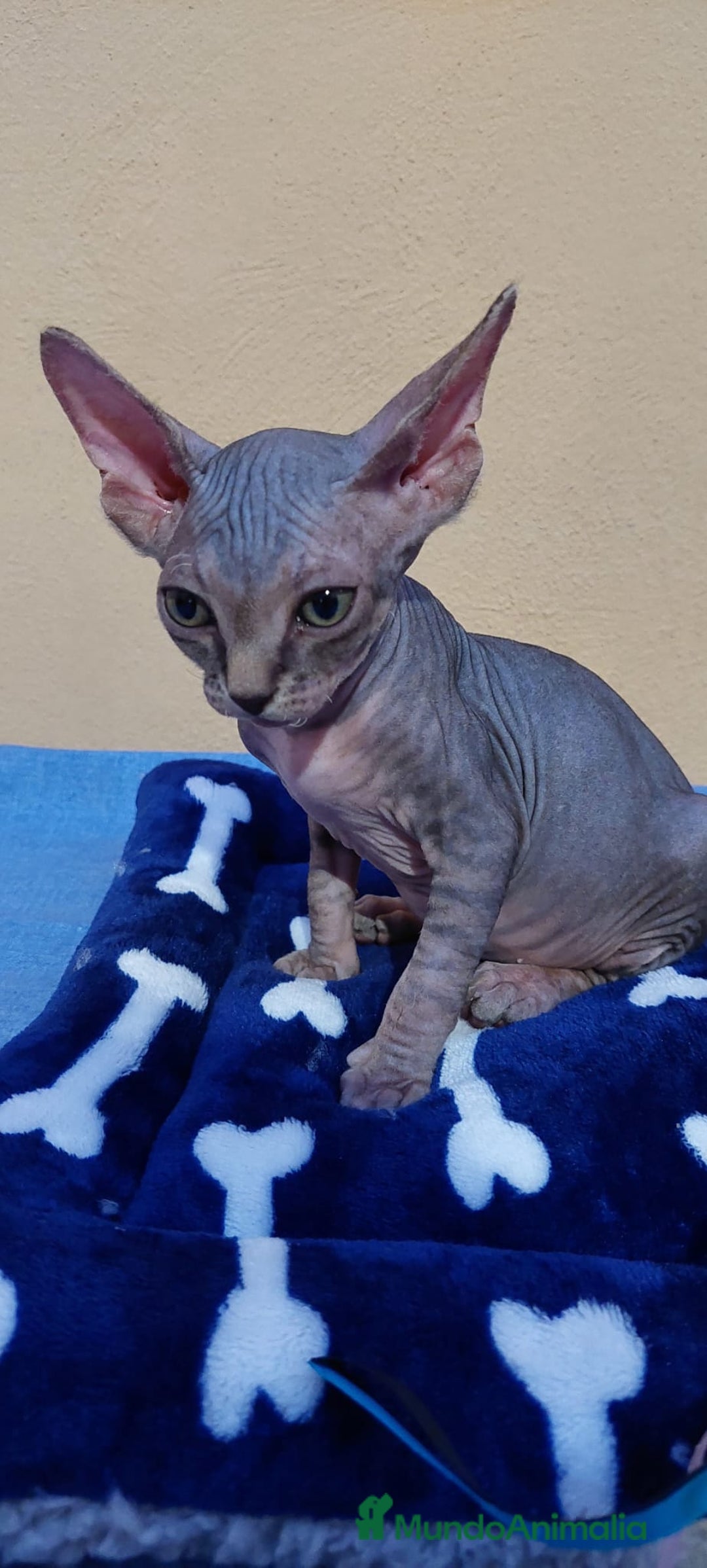 Sphynx gatos en venta: machito tabby  - Imagen 1