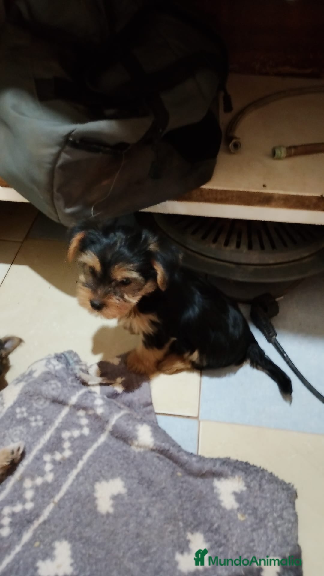 Yorkshire Terrier perros en venta: YORKSHIRE MINI TOY - Imagen 1