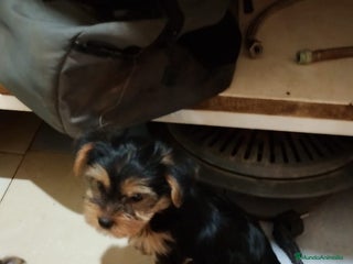 Yorkshire Terrier perros - Anuncio 7