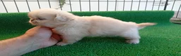Pekinés perros en venta: Pekines Imperial - Anuncio 2