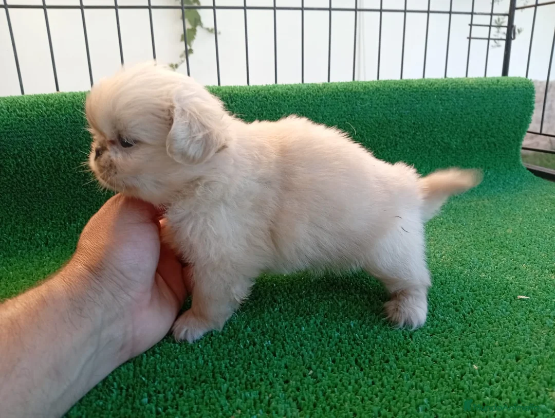 Pekinés perros en venta: Pekines Imperial - Anuncio 2