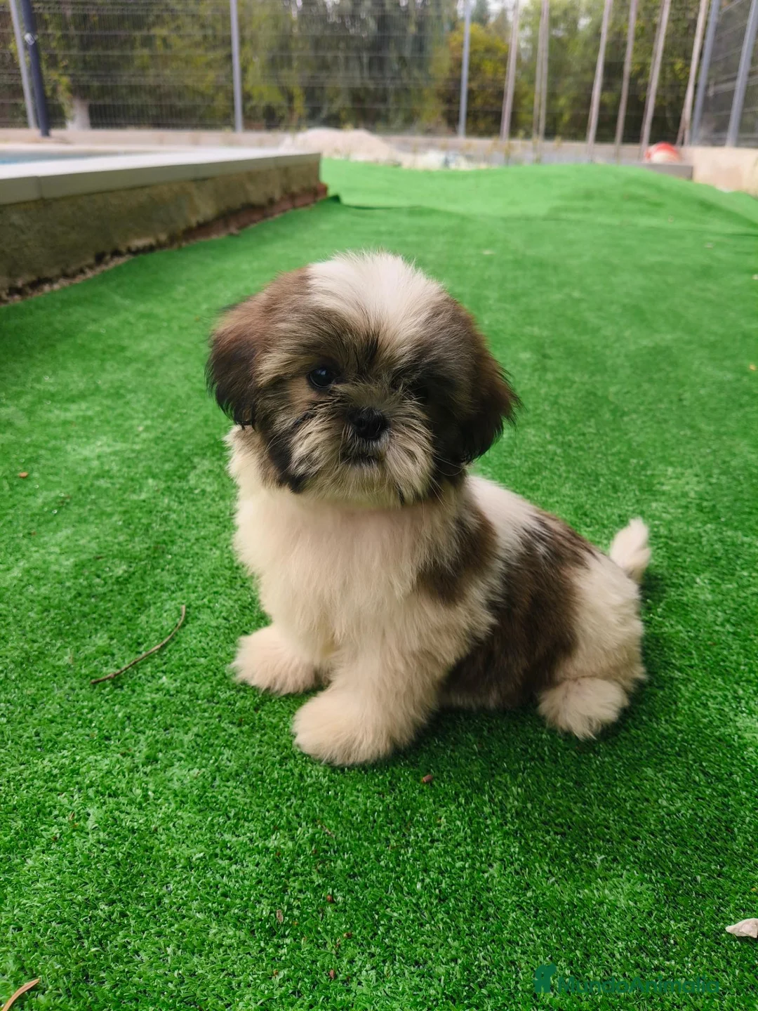 Shih Tzu perros en venta: Cachorra de Shih Tzu - Anuncio 2