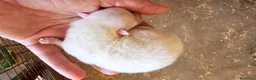 Pomerania perros en venta: Pomerania mini toy  - Anuncio 2