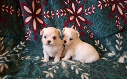 Bichón Maltés perros en venta: Bichon maltés  - Imagen 1