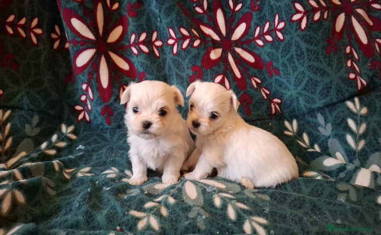 Bichón Maltés perros - Anuncio 4