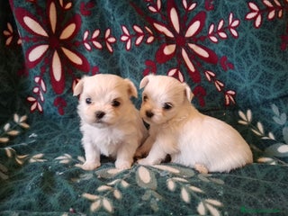 Bichón Maltés perros - Anuncio 17