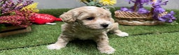 Maltipoo perros en venta: Maltipoo macho disponible Particolor !!! - Anuncio 2