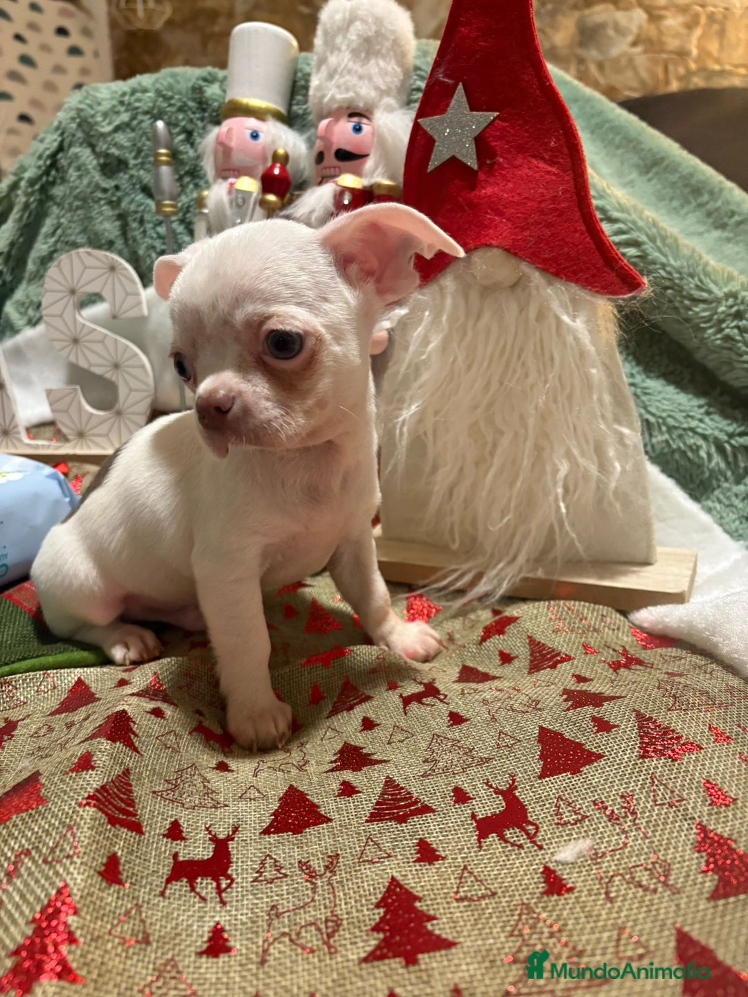 Chihuahua perros en venta: Chihuahua mini toy blanco  - Anuncio 10