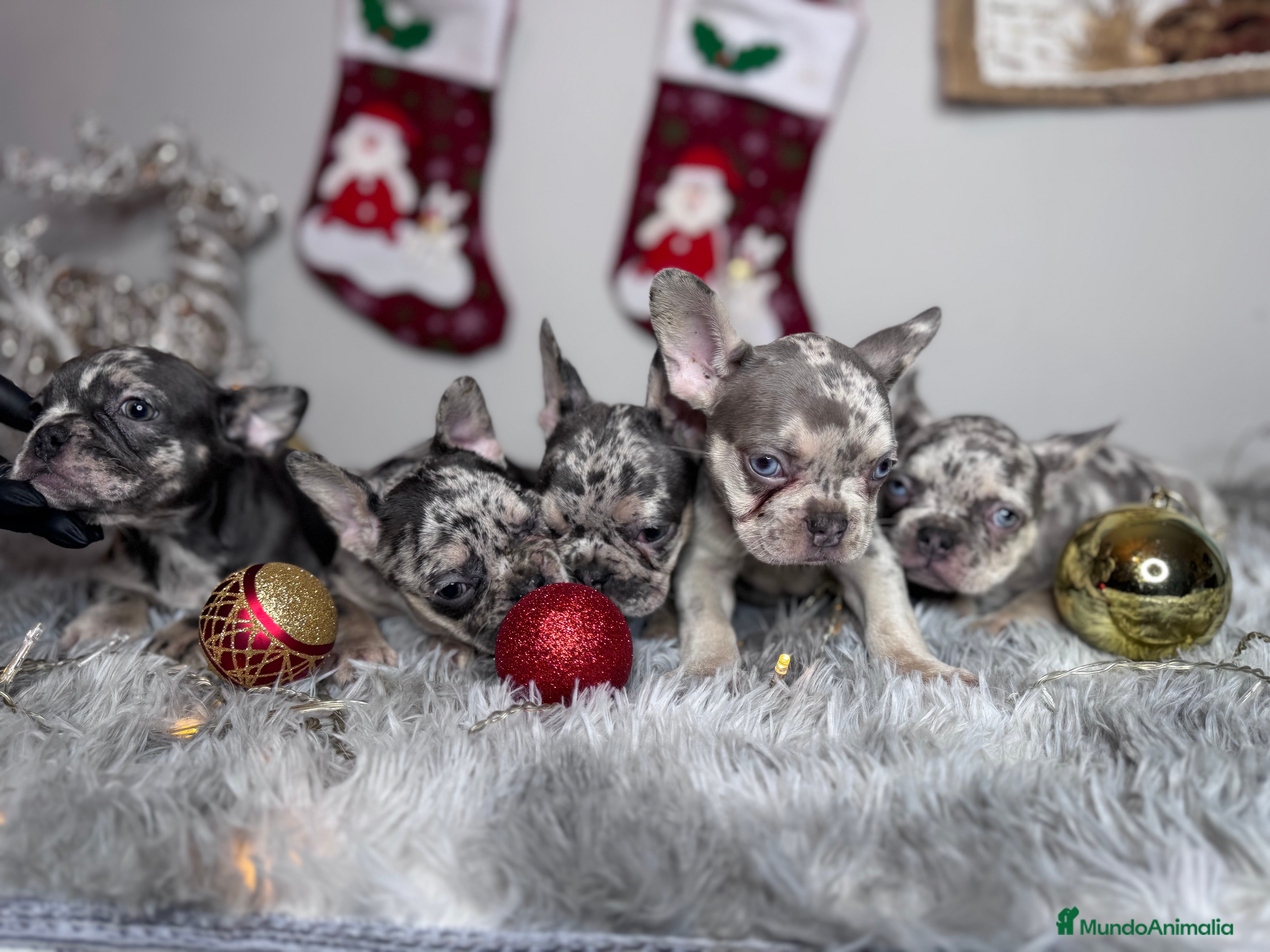 Bulldog Francés perros BULLDOG FRANCÉS// BELLEZA Y CALIDAD REAL - Anuncio 2