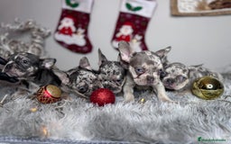 Bulldog Francés perros en venta: BULLDOG FRANCÉS// BELLEZA Y CALIDAD REAL - Anuncio 2