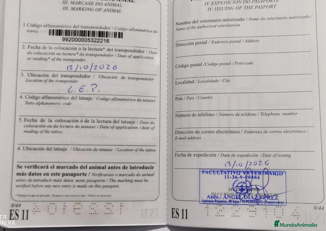 Pastor Alemán perros en venta: Cachorros pastor alemán Pedigree excelente  - Anuncio 2