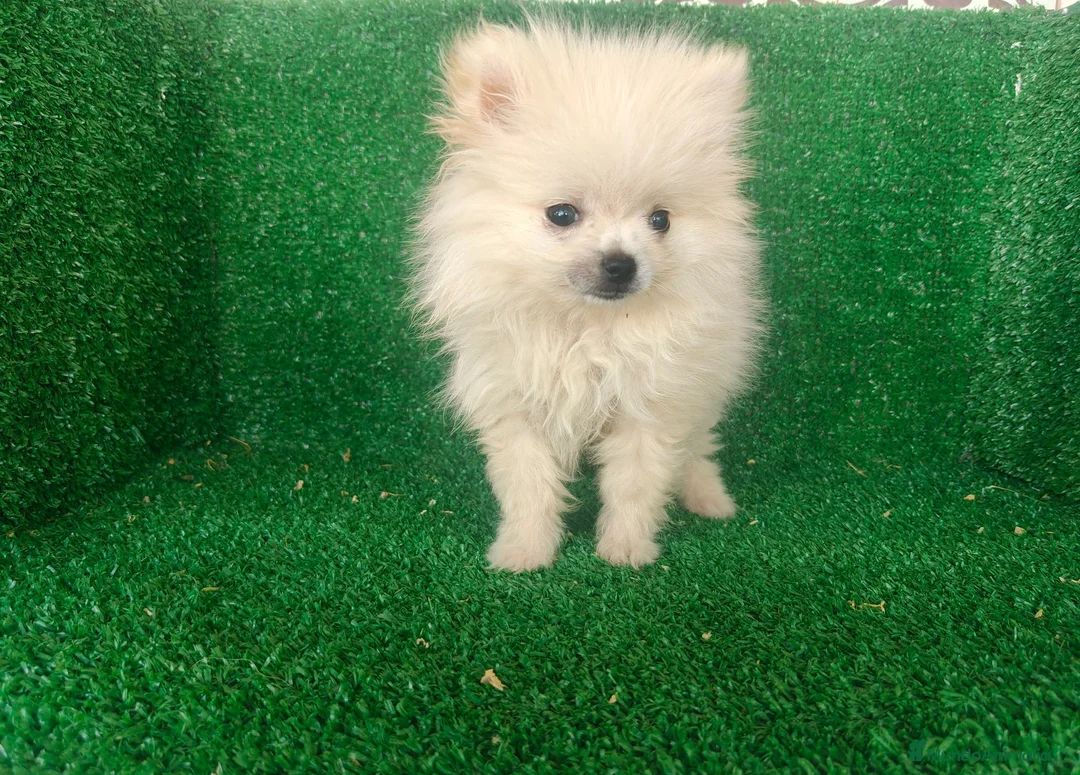Pomerania perros en venta: Pomerania  - Anuncio 1