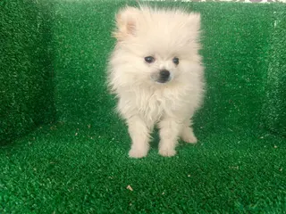 Pomerania perros Pomerania - Anuncio 1