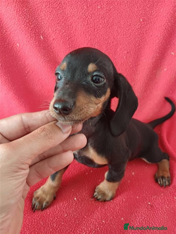 Teckel Miniatura perros Teckel Miniatura  - Anuncio 7