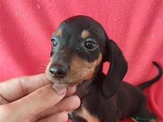 Teckel Miniatura perros Teckel Miniatura - Anuncio 7