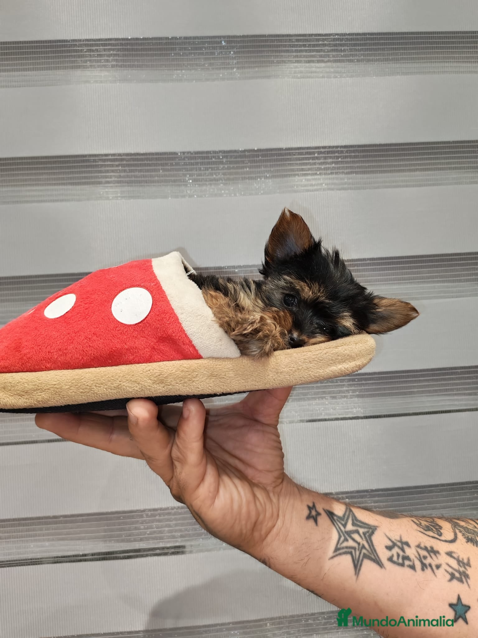 Yorkshire Terrier perros Camada de Yorkshire - Anuncio 5