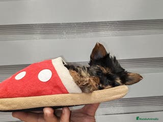 Yorkshire Terrier perros Camada de Yorkshire - Anuncio 1