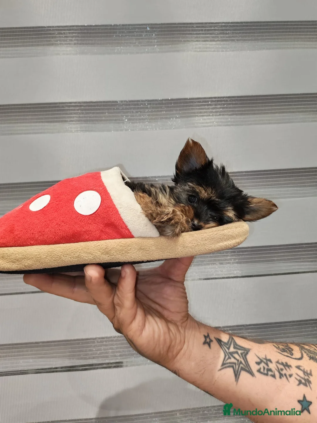 Yorkshire Terrier perros en venta: Camada de Yorkshire - Anuncio 1