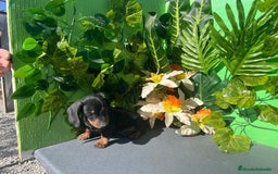 Teckel perros en venta: Excelente cachorro Teckel  - Imagen 3