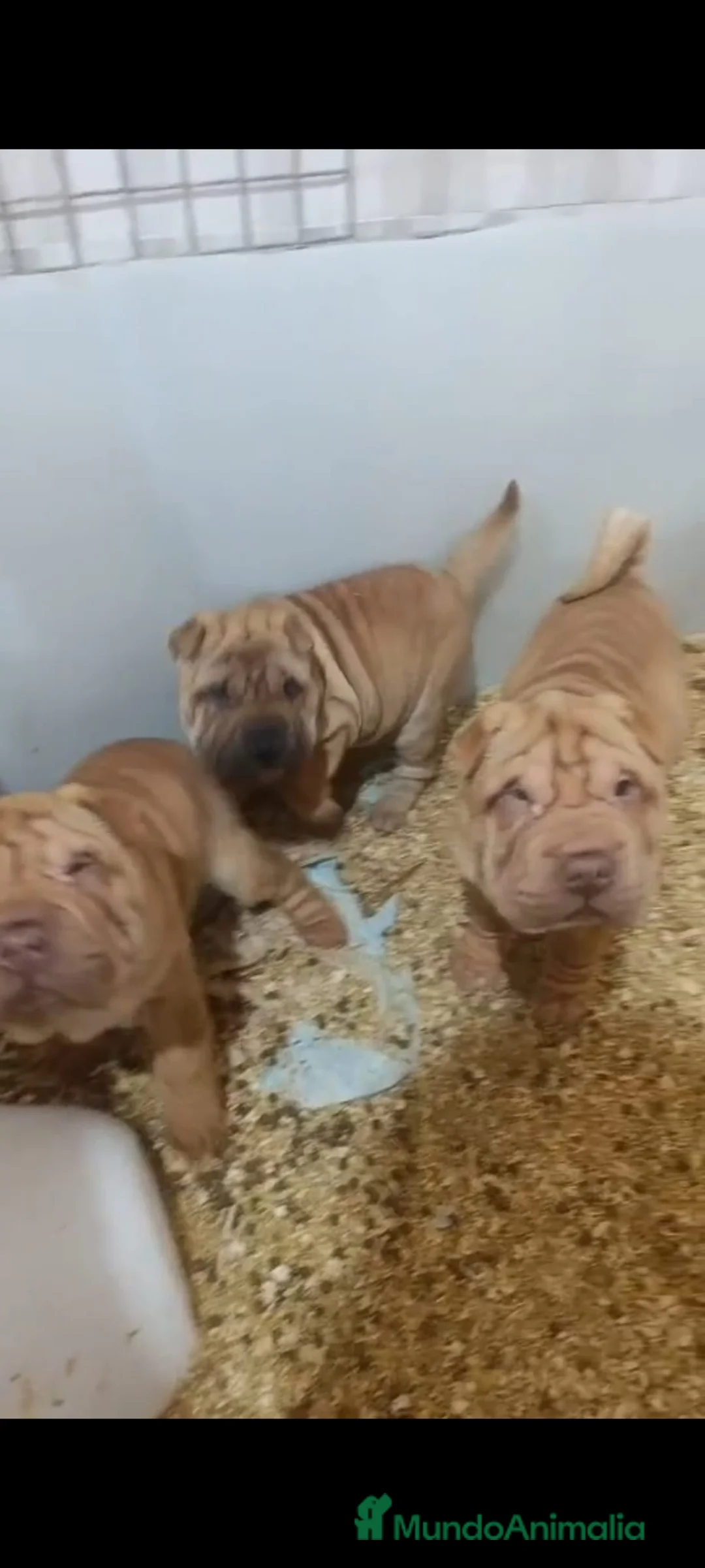 Shar Pei perros en venta: Shar pei linea americana  en Sevilla - Anuncio 4