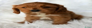 Cavapoo 2
