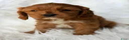 Cavapoo perros en venta: Cavapoo rojo  - Anuncio 4