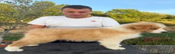 Pastor Australiano perros en venta:  Bahia de Txingudi Pastor Australiano  - Anuncio 2