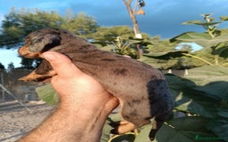 Teckel perros en venta: Teckels miniatura  - Imagen 6
