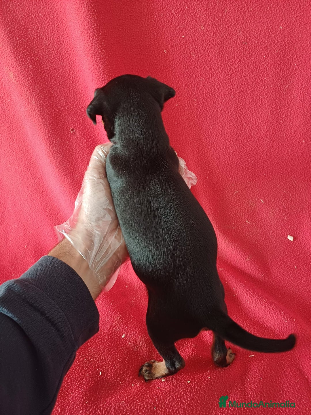 Pinscher Miniatura perros en venta: MiniPincher  - Anuncio 3
