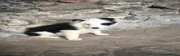 Border Collie perros en venta: Cachorros border collie varios colores! - Anuncio 5