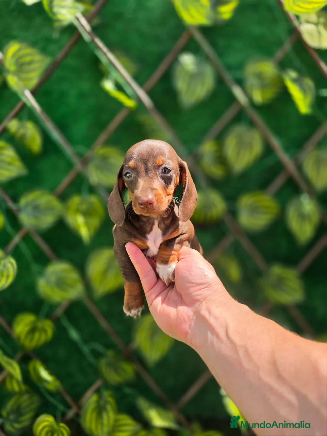 Teckel Miniatura perros en venta: TECKEL CHOCOLATE MINIATURA &KANNINCHEN - Anuncio 3