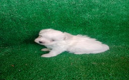 Bichón Maltés perros en venta: Hembritas Bichon Maltes  - Imagen 4