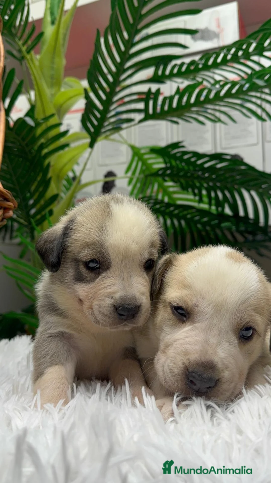 Mastín Español perros en venta: MASTIN ESPAÑOL - Anuncio 12