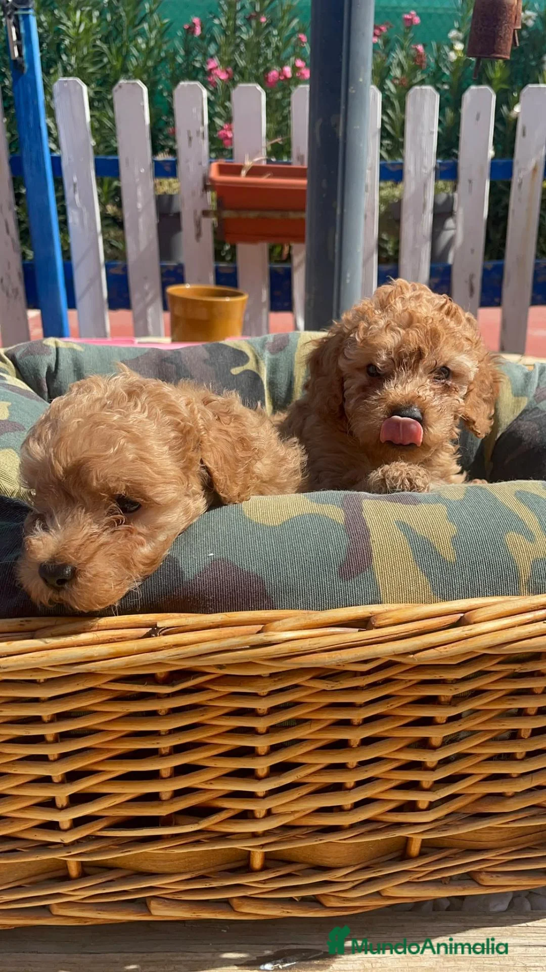 Caniche Enano perros en venta: cachorro caniche rojo  - Anuncio 1