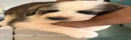 Otras razas perros en venta: Alabais - Anuncio 5