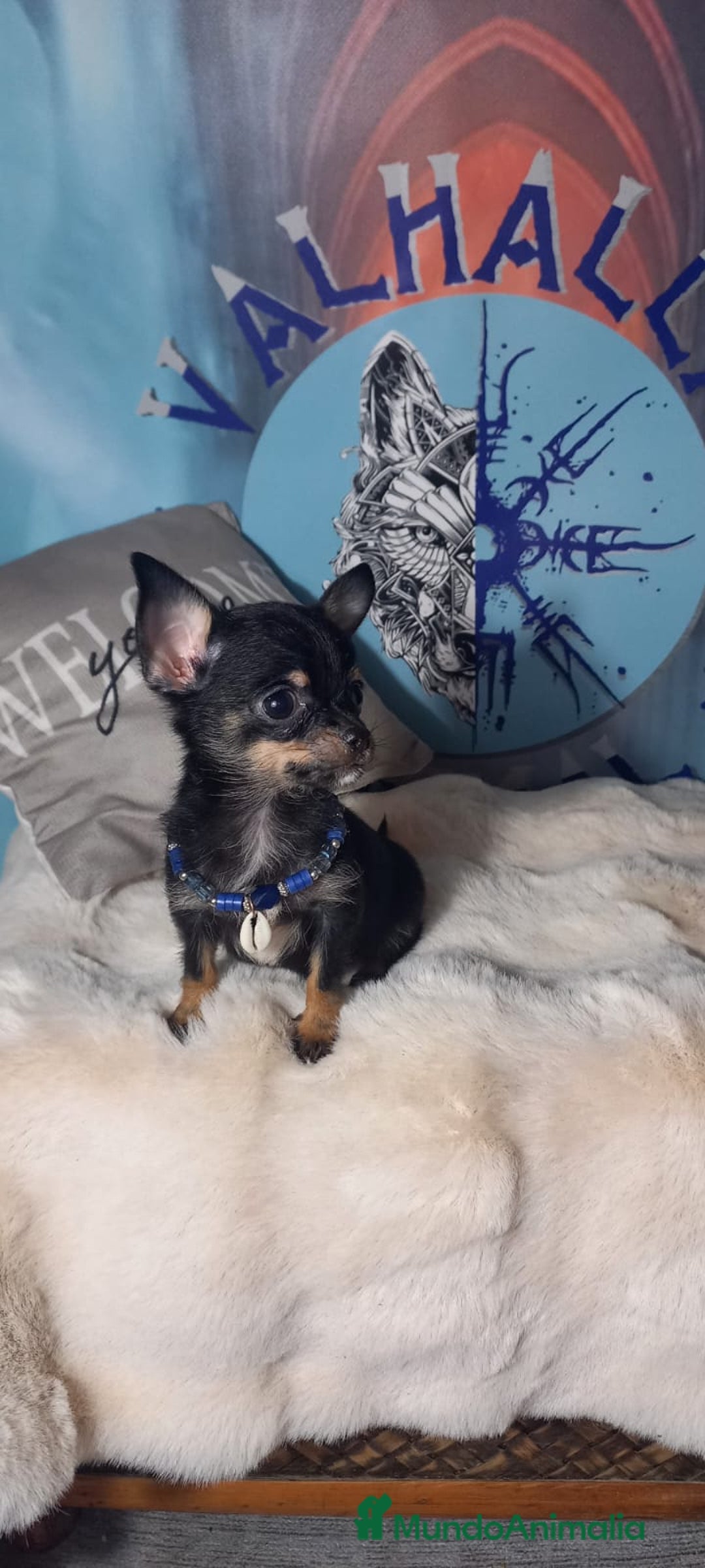 Chihuahua perros en venta:  Machos preciosos de chihuahua cabeza venado  - Imagen 1