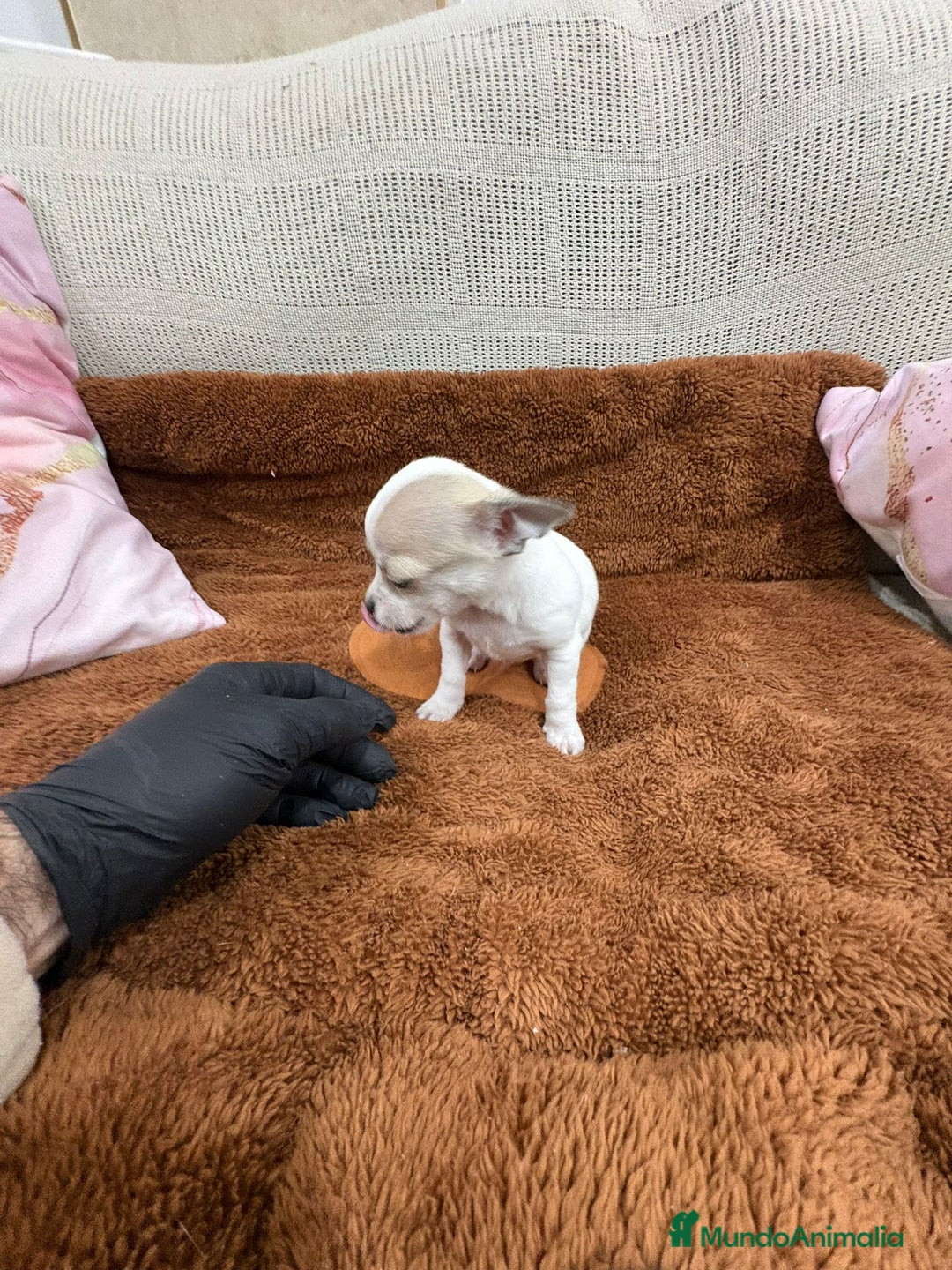 Chihuahua perros en venta: Chihuahua toy - Anuncio 11
