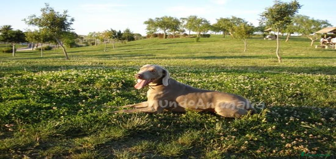 Imagen de galería {{count}}