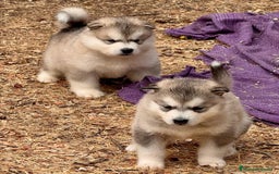 Alaskan Malamute perros en venta: Alaskan Malamute  - Imagen 5
